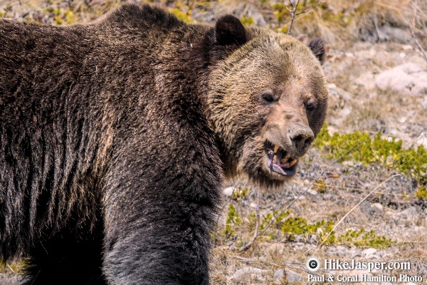 Grizzly Bear encounter in Jasper, Alberta - Hiking  2018