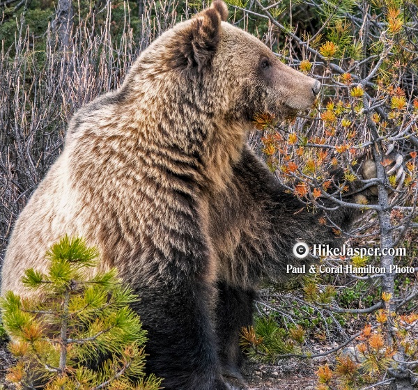 Grizzly Bear in Jasper, Alberta  31