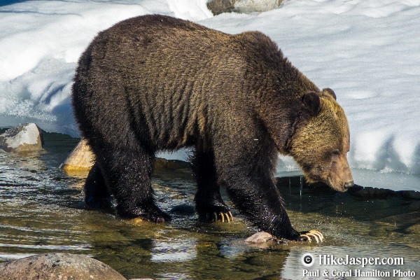 Grizzly Bear encounter in Jasper, Alberta - Hiking  2018
