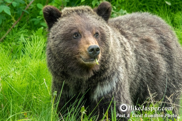 Grizzly Cub Entering its 2nd Year in Jasper Alberta June 2018