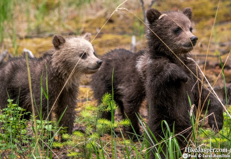 Grizzly Bear Cubs of the Year 2 in Jasper, Alberta - Hiking  2019