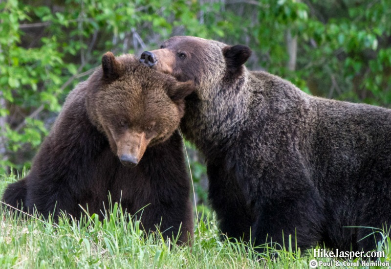 Grizzly Mating Pair 2 in Jasper, Alberta - Hiking  2019