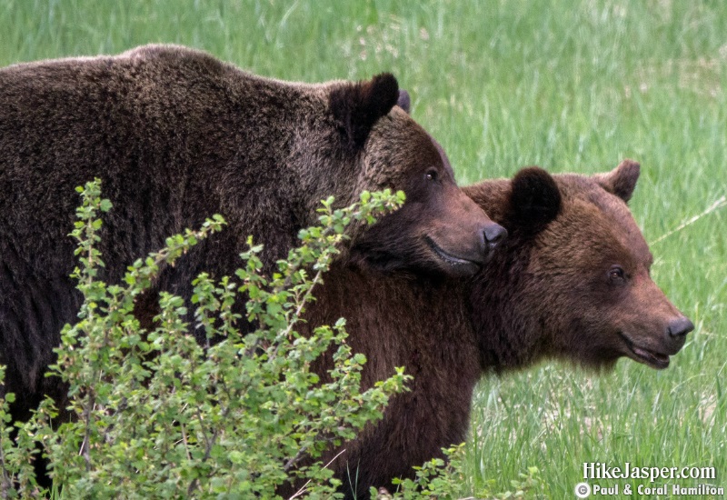 Grizzly Mating Pair 5 in Jasper, Alberta - Hiking  2019