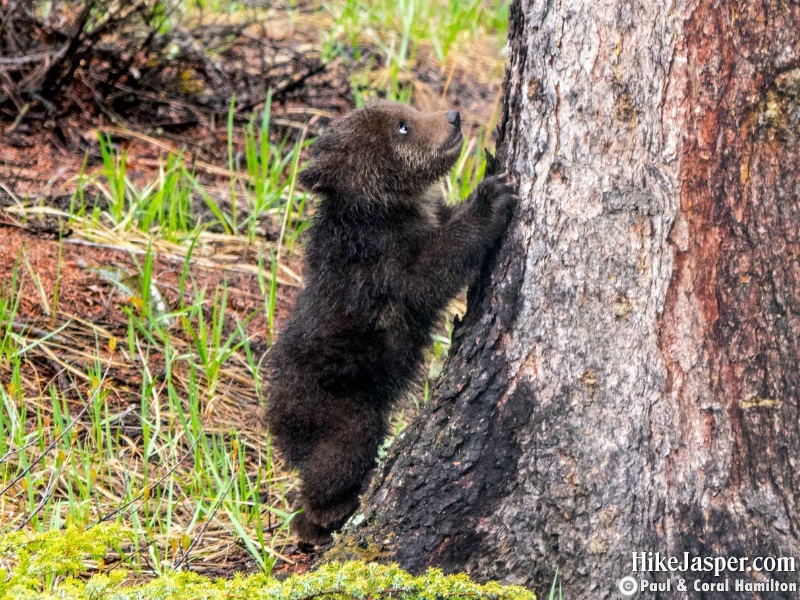 Grizzly Bear Cub of the Year Debating a Climb in Jasper, Alberta - Hiking 2020