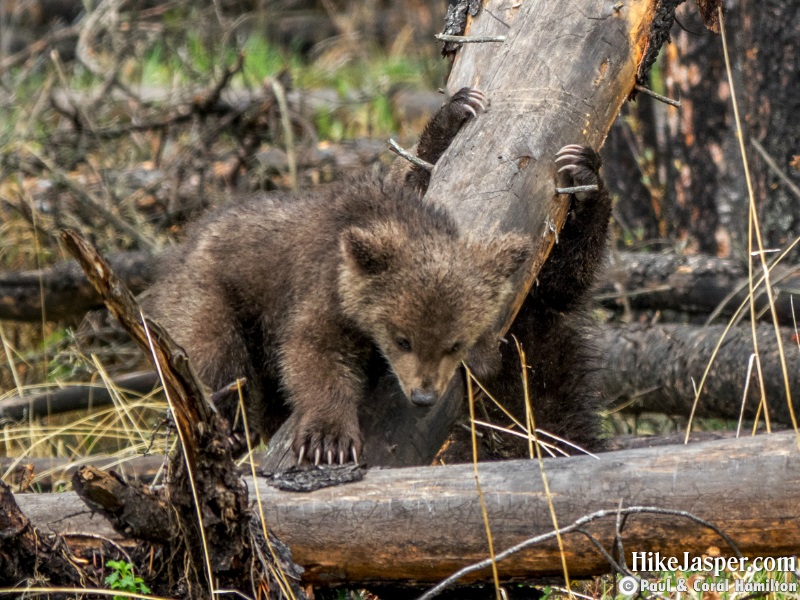 Grizzly Bear Cubs of the Year Jasper Alberta in Jasper, Alberta - Hiking 2020