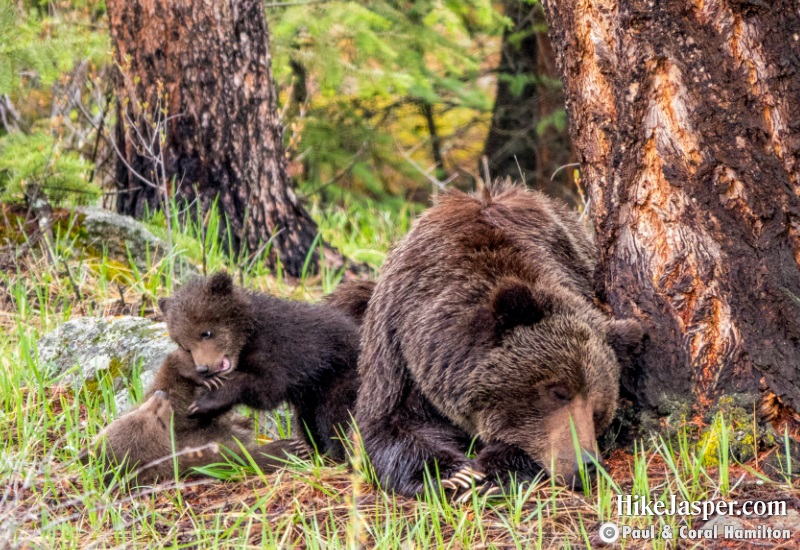 Grizzly Bear Mother Sleeping while her Cubs Play in Jasper, Alberta - Hiking 2020