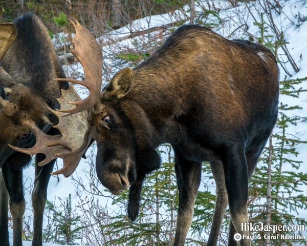 Moose Bulls Sparring in Jasper, Alberta - Hike Jasper