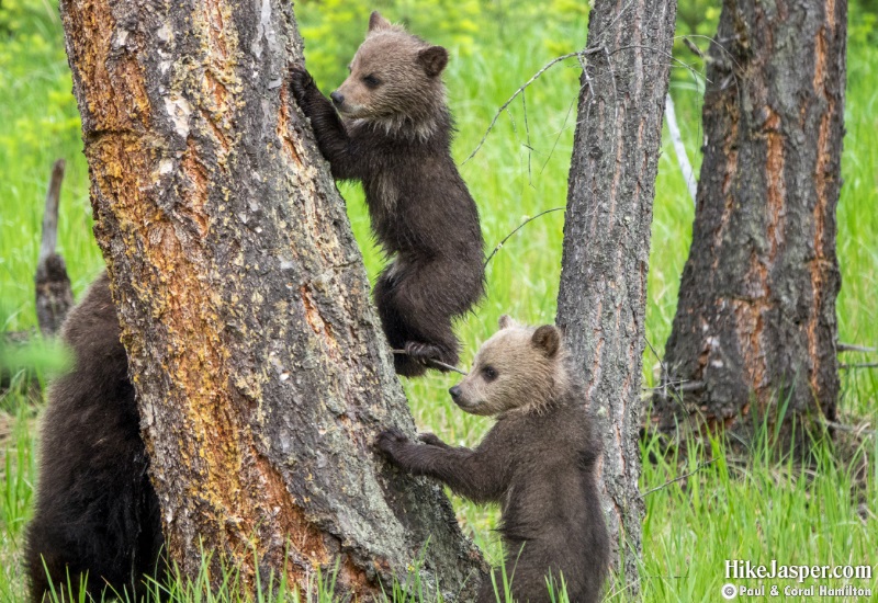 Grizzly Bear Cubs of the Year - Hike Jasper 2019