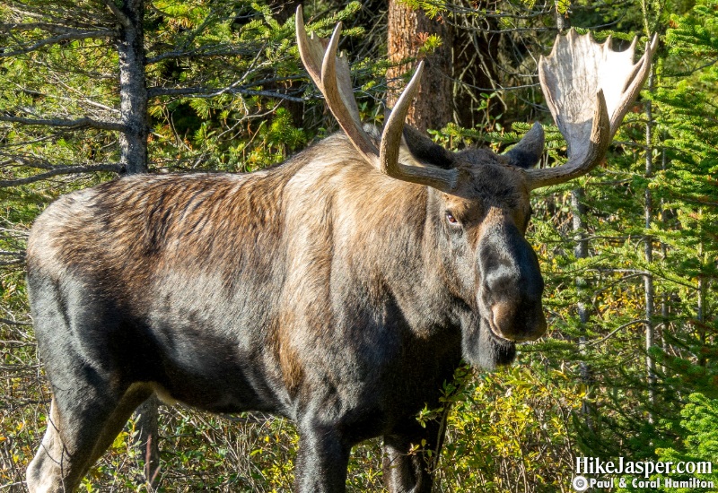 Moose Bull in Jasper National Park Hike 2019, Alberta