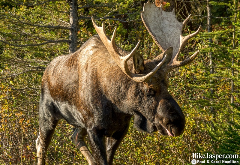 Moose Bull 2 in Jasper National Park Hike 2019, Alberta
