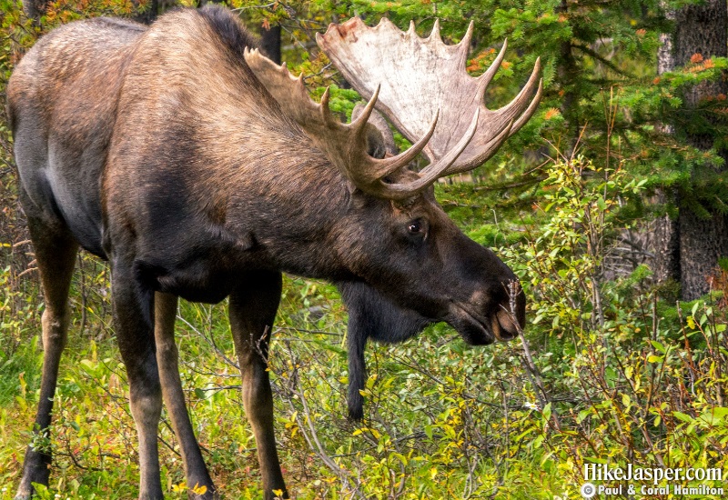 Moose Bull 3 in Jasper National Park Hike 2019, Alberta
