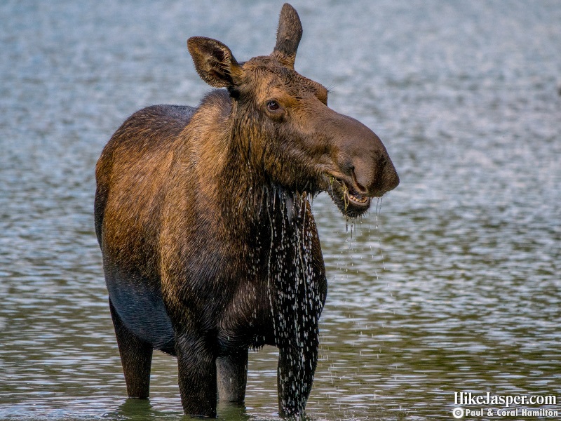 Moose Cow at Moose Lake - Hike Jasper