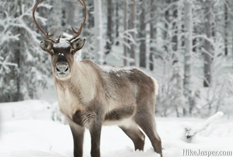 Winter in Jasper National Park - Jasper Winter Wildlife Tours