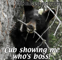 Hiking seeing a Jasper Bear Cub