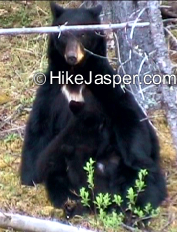 Hiking Jasper - Black Bear feeding cubs 2010