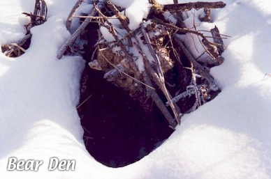 Hiking Jasper - Black Bear Den 2012