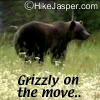 Grizzly near Valley of the Five Lakes hiking Trail