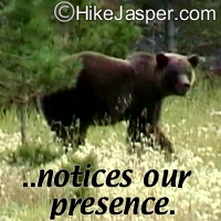 Grizzly notices our presence near Valley of the Five Lakes hiking Trail