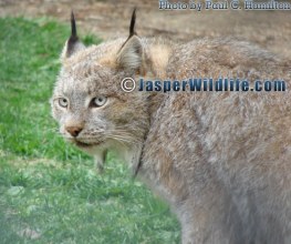 Lynx - Jasper Wildlife