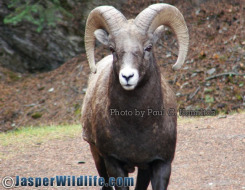 Male Bighorn Sheep are Agressive Towards Jasper Hikers Now.