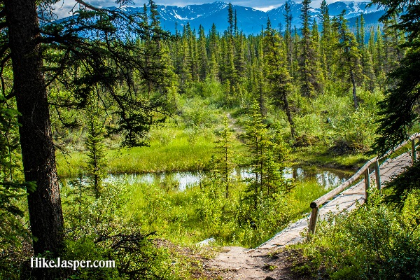 Jasper Alberta Overlander Trail - Hike Jasper 7