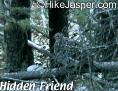 Hidden bird along Geraldine Lakes Jasper Hike