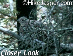 Jasper Geraldine Lakes Hike Bird Up close