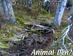 Den along Jasper Geraldine Lakes Hike