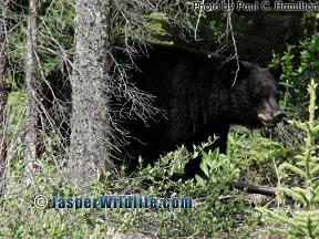Jasper Wildlife Hike - Largest Male Black Bear