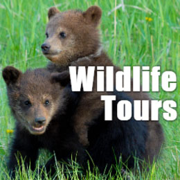 Jasper Wildlife Tours