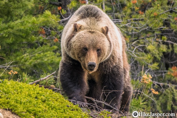 Jasper Evening Wildlife Tour