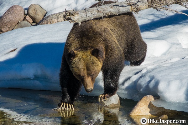 jasper bear tours