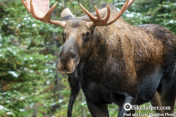 Jasper Winter Wildlife Discovery Tour