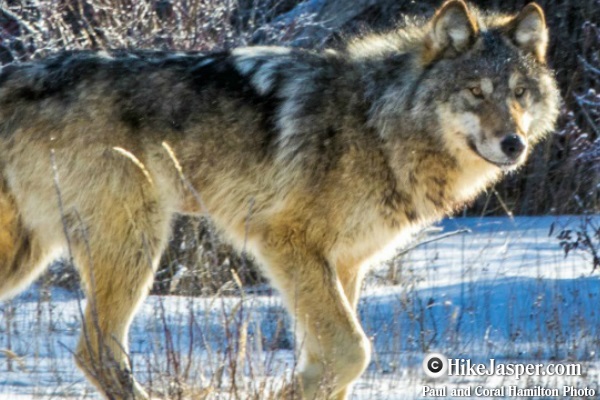 Jasper Winter Wildlife Search