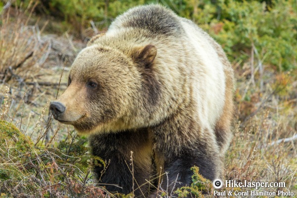 Grizzly Bear encounter in Jasper, Alberta - Hiking  2018