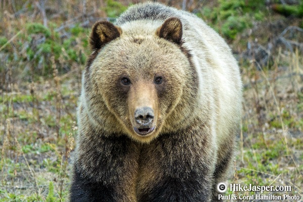 Grizzly Bear encounter in Jasper, Alberta - Hiking  2018