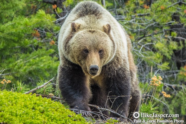 Grizzly Bear encounter in Jasper, Alberta - Hiking  2018