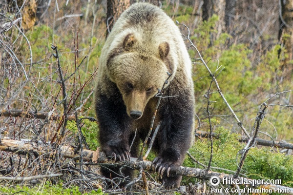 Grizzly Bear encounter in Jasper, Alberta - Hiking  2018