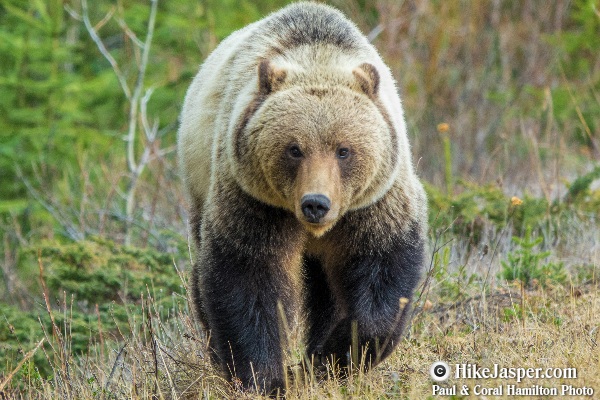 Grizzly Bear encounter in Jasper, Alberta - Hiking  2018