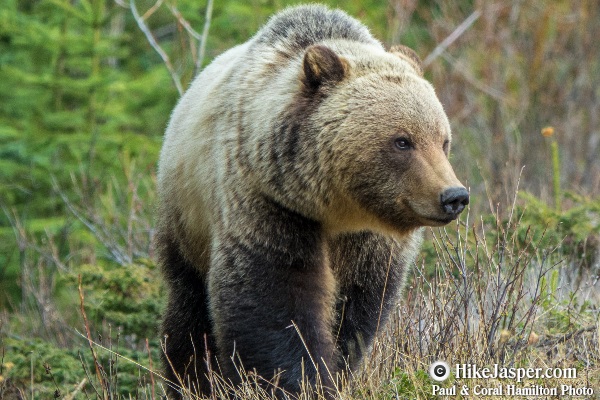 Grizzly Bear encounter in Jasper, Alberta - Hiking  2018