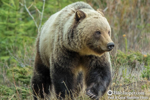 Grizzly Bear encounter in Jasper, Alberta - Hiking  2018