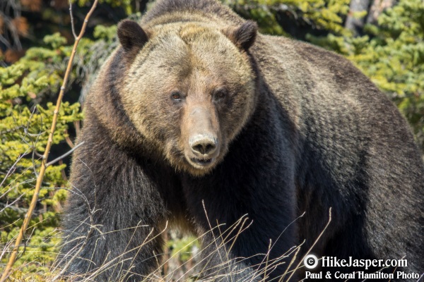 Grizzly Bear encounter in Jasper, Alberta - Hiking  2018