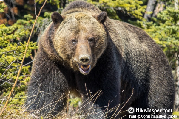 Grizzly Bear encounter in Jasper, Alberta - Hiking  2018