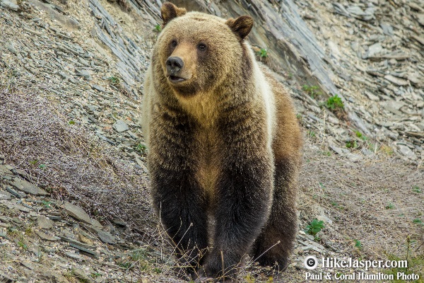 Grizzly Bear encounter in Jasper, Alberta - Hiking  2018