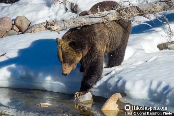 Grizzly Bear encounter in Jasper, Alberta - Hiking  2018