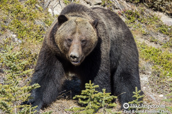 Grizzly Bear encounter in Jasper, Alberta - Hiking  2018