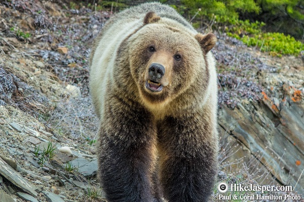 Grizzly Bear encounter in Jasper, Alberta - Hiking  2018