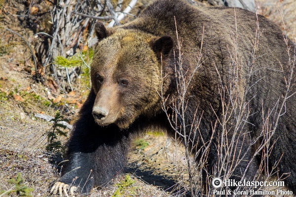 Grizzly Bear encounter in Jasper, Alberta - Hiking  2018