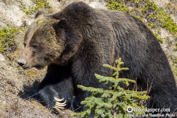 Grizzly Bear encounter in Jasper, Alberta - Hiking  2018