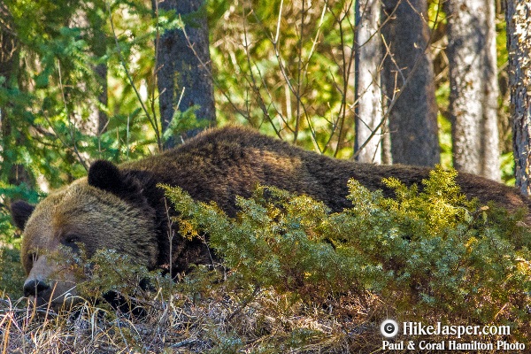 Grizzly Bear encounter in Jasper, Alberta - Hiking  2018